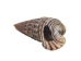Rhinovlavis Kochi Shells 0.75"-1" (1 kg or 2.2 lbs)  - 2HS-3379-KG (Y3K)