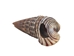 Rhinovlavis Kochi Shells 0.75"-1" (1 kg or 2.2 lbs)  - 2HS-3379-KG (Y3K)