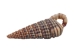 Rhinovlavis Kochi Shells 0.75"-1" (1 kg or 2.2 lbs)  - 2HS-3379-KG (Y3K)