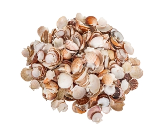 Pecen Pyxiadus Deep and Flat Mixed Shells (1 kg or 2.2 lbs) 