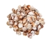 Pecen Pyxiadus Deep and Flat Mixed Shells (1 kg or 2.2 lbs) - 2HS-3396-KG (Y3K)