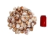 Pecen Pyxiadus Deep and Flat Mixed Shells (1 kg or 2.2 lbs) - 2HS-3396-KG (Y3K)