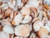 Pecen Pyxiadus Deep and Flat Mixed Shells (1 kg or 2.2 lbs) - 2HS-3396-KG (Y3K)