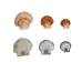 Pecen Pyxiadus Deep and Flat Mixed Shells (1 kg or 2.2 lbs) - 2HS-3396-KG (Y3K)