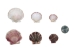 Pecen Pyxiadus Deep and Flat Mixed Shells (1 kg or 2.2 lbs) - 2HS-3396-KG (Y3K)