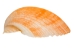 Pecen Pyxiadus Deep Shells 1.25"-1.75" (1 kg or 2.2 lbs)   - 2HS-3398-KG (Y3K)