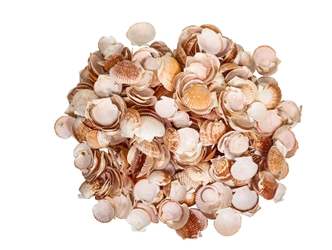 Pecen Pyxiadus Deep Shells 1.25"-1.75" (1 kg or 2.2 lbs)   