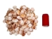 Pecen Pyxiadus Deep Shells 1.25"-1.75" (1 kg or 2.2 lbs)   - 2HS-3398-KG (Y3K)