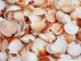 Pecen Pyxiadus Deep Shells 1.25"-1.75" (1 kg or 2.2 lbs)   - 2HS-3398-KG (Y3K)
