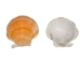 Pecen Pyxiadus Deep Shells 1.25"-1.75" (1 kg or 2.2 lbs)   - 2HS-3398-KG (Y3K)