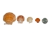Pecen Pyxiadus Deep Shells 1.25"-1.75" (1 kg or 2.2 lbs)   - 2HS-3398-KG (Y3K)