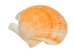 Pecen Pyxiadus Deep Shells 1.25"-1.75" (1 kg or 2.2 lbs)   - 2HS-3398-KG (Y3K)