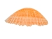 Pecen Pyxiadus Deep Shells 1.25"-1.75" (1 kg or 2.2 lbs)   - 2HS-3398-KG (Y3K)