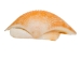 Pecen Pyxiadus Deep Shells 1.25"-1.75" (1 kg or 2.2 lbs)   - 2HS-3398-KG (Y3K)