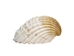 White Ark Shells 1.25"-1.75" (1 kg or 2.2 lbs)  - 2HS-3406-KG (Y3K)