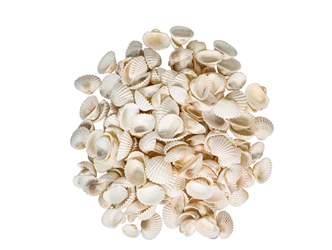 White Ark Shells 1.25"-1.75" (1 kg or 2.2 lbs)  blood cockle, blood clam