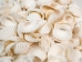 White Ark Shells 1.25"-1.75" (1 kg or 2.2 lbs)  - 2HS-3406-KG (Y3K)