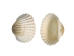 White Ark Shells 1.25"-1.75" (1 kg or 2.2 lbs)  - 2HS-3406-KG (Y3K)