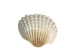 White Ark Shells 1.25"-1.75" (1 kg or 2.2 lbs)  - 2HS-3406-KG (Y3K)