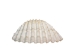 White Ark Shells 1.25"-1.75" (1 kg or 2.2 lbs)  - 2HS-3406-KG (Y3K)