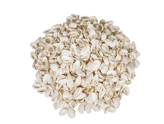 Small White Ark Shells 0.75""-1.50" (1 kg or 2.2 lbs)  