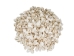 Small White Ark Shells 0.75""-1.50" (1 kg or 2.2 lbs)  - 2HS-3406S-KG