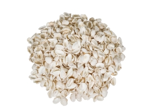 Small White Ark Shells 0.75""-1.50" (1 kg or 2.2 lbs)  blood cockle, blood clam