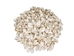 Small White Ark Shells 0.75""-1.50" (1 kg or 2.2 lbs)  - 2HS-3406S-KG (9UL5)