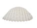 Small White Ark Shells 0.75""-1.50" (1 kg or 2.2 lbs)  - 2HS-3406S-KG