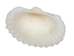 Small White Ark Shells 0.75""-1.50" (1 kg or 2.2 lbs)  - 2HS-3406S-KG (9UL5)