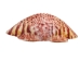 Florida Calico Shells 0.75"-3.25" (gallon)    - 2HS-3435-GA (Y3K)