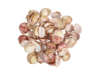Florida Calico Shells 0.75"-3.25" (gallon)    