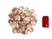Florida Calico Shells 0.75"-3.25" (gallon)    - 2HS-3435-GA (Y3K)