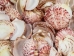 Florida Calico Shells 0.75"-3.25" (gallon)    - 2HS-3435-GA (Y3K)