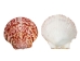 Florida Calico Shells 0.75"-3.25" (gallon)    - 2HS-3435-GA (Y3K)