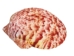 Florida Calico Shells 0.75"-3.25" (gallon)    - 2HS-3435-GA (Y3K)
