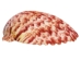 Florida Calico Shells 0.75"-3.25" (gallon)    - 2HS-3435-GA (Y3K)