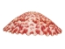 Florida Calico Shells 0.75"-3.25" (gallon)    - 2HS-3435-GA (Y3K)