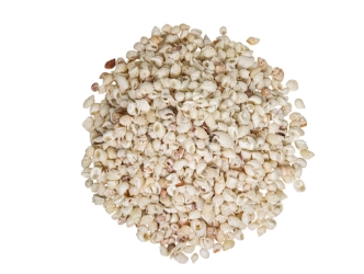 Nassa Arcularis Shells 0.75"-1" (gallon)     