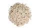 Nassa Arcularis Shells 0.75"-1" (gallon)     - 2HS-3440-GA (Y3K)
