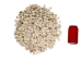 Nassa Arcularis Shells 0.75"-1" (gallon)     - 2HS-3440-GA (Y3K)