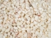 Nassa Arcularis Shells 0.75"-1" (gallon)     - 2HS-3440-GA (Y3K)