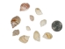 Nassa Arcularis Shells 0.75"-1" (gallon)     - 2HS-3440-GA (Y3K)