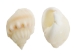Nassa Arcularis Shells 0.75"-1" (gallon)     - 2HS-3440-GA (Y3K)