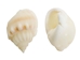Nassa Arcularis Shells 0.75"-1" (gallon)     - 2HS-3440-GA (Y3K)