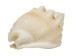 Nassa Arcularis Shells 0.75"-1" (gallon)     - 2HS-3440-GA (Y3K)