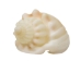 Nassa Arcularis Shells 0.75"-1" (gallon)     - 2HS-3440-GA (Y3K)