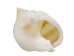 Nassa Arcularis Shells 0.75"-1" (gallon)     - 2HS-3440-GA (Y3K)