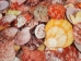Pecten Nobilis Colored Single Shells 1.75"-2.50" (1 kg or 2.2 lbs)  - 2HS-3518CK-KG (Y3K)