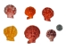 Pecten Nobilis Colored Single Shells 1.75"-2.50" (1 kg or 2.2 lbs)  - 2HS-3518CK-KG (Y3K)